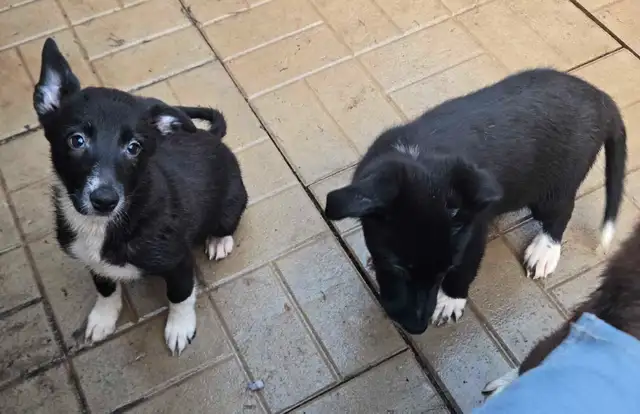 Border Collie Puppies in Dogs & Puppies for Rehoming in St. Catharines - Image 6