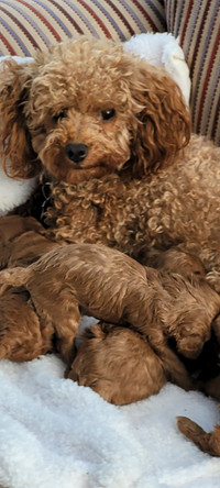 Chiot Caniche toy