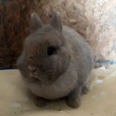 Netherland dwarf female, View more