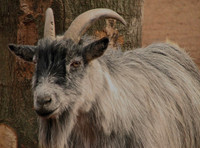 Pigmy billy goat to trade for another