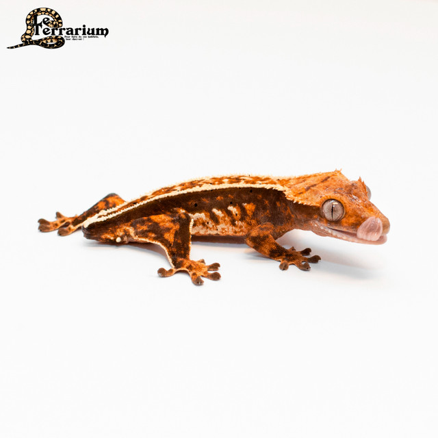 Gecko à crête - Tricolor pinstripe - Mâle dans Reptiles et amphibiens à adopter  à Ville de Québec