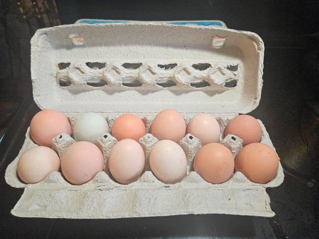 Eggs for eating in Livestock in Peterborough
