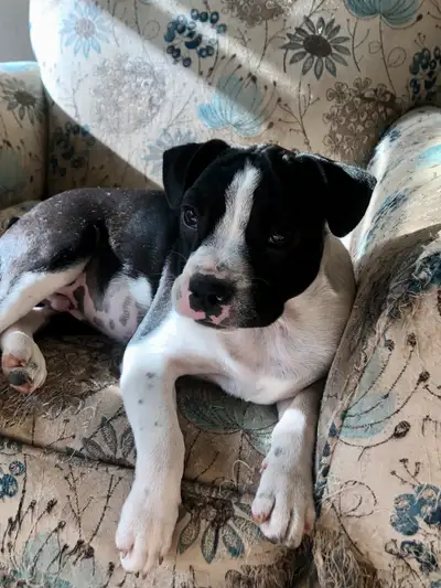 Boston puppies, View more