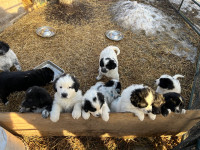 Newfoundland  - Maremma Pups