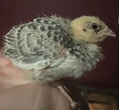 Cutornix Quail chicks, View more