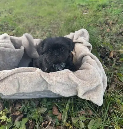 4 Beautiful Tiny Shih Tzu Puppies- CKC registered, View more