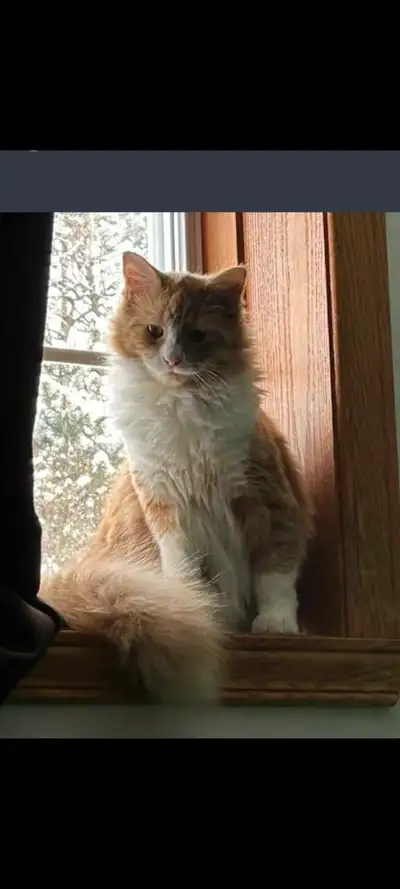 Chatte rousse et blanche, poils longs, yeux ORANGES, âgée de 1 an. Elle est stérélisée, micropucée e...