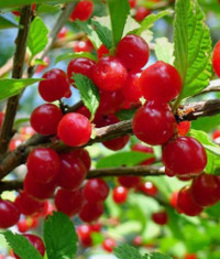 Nanking cherry . Sweet cherry . Hardy zone 2-8.Rare to find