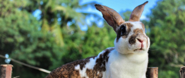 Cuddly Soft Rabbits in Small Animals for Rehoming in London