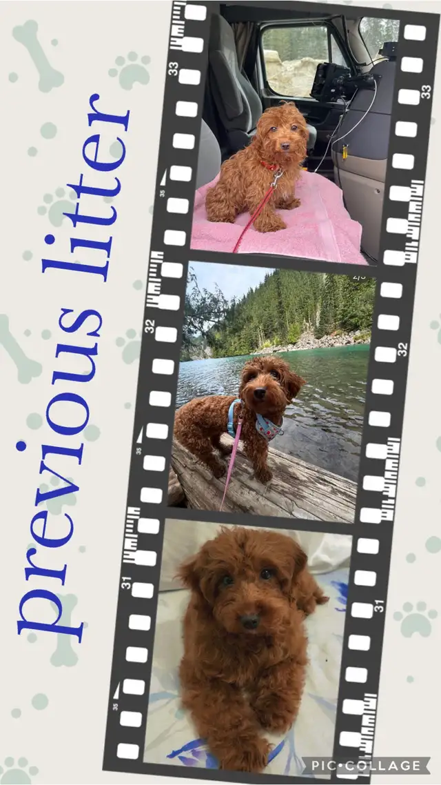 Small / Mini F1B Goldendoodle Ready to go / Only 3 males left in Dogs & Puppies for Rehoming in Winnipeg - Image 11