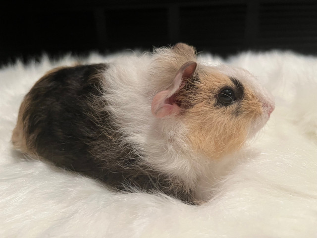 2 Young Male Guinea Pigs $30 for two in Other Pets for Rehoming in Calgary - Image 3