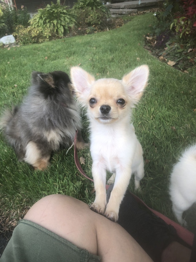 Long haired chihuahuas Updated 30 Nov Dogs & Puppies for Rehoming Ottawa Kijiji