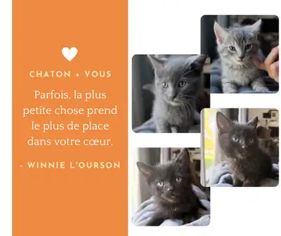 Chatons mignons, View more