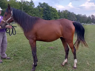 3yo Purebred Arabian filly, View more