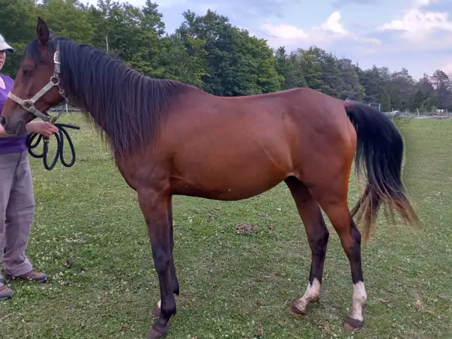 3yo Purebred Arabian filly in Horses & Ponies for Rehoming in Owen Sound - Image 2
