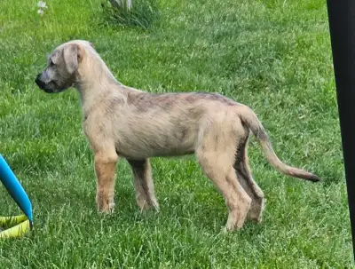 Purebred Irish Wolfhound Puppies, View more
