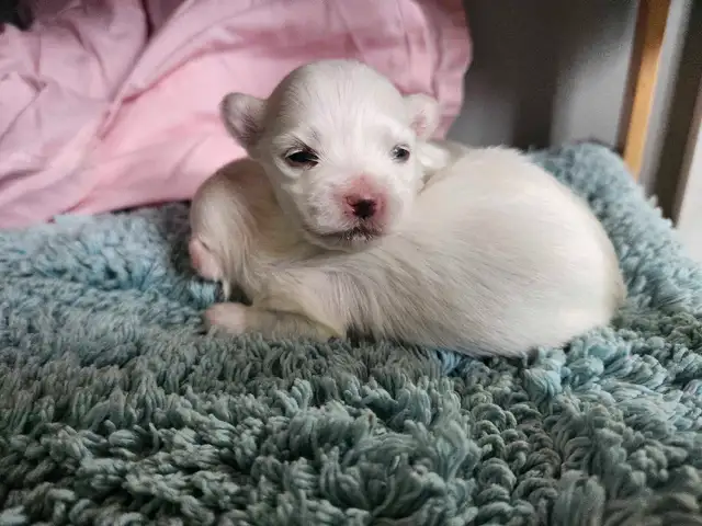 ❤️Beautiful TINY  TOY size Maltese - one female left❤️! in Dogs & Puppies for Rehoming in Edmonton - Image 9