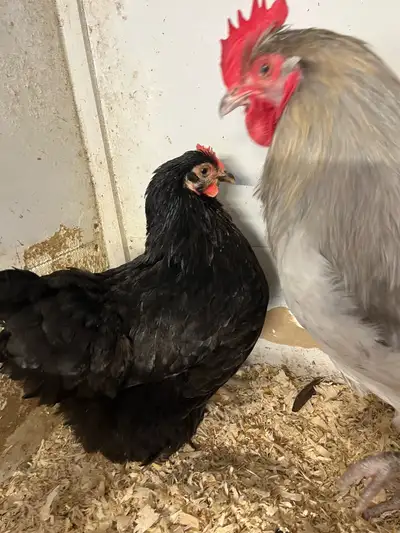Magnifique Poule Orpington et Jersey Giant je les vends en duos elles font des super beaux oeufs à c...