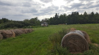 HAY for COMPOST / EROSION CONTROL
