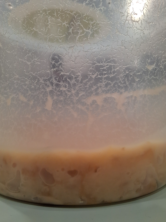 Microworm Culture (Live food) in Fish for Rehoming in Edmonton - Image 2