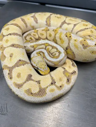 Adult Female Ball Pythons For Sale, View more