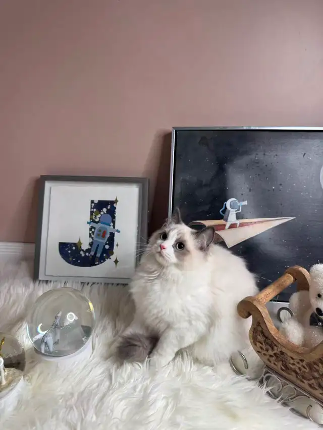 Pretty kittens ready for a new home