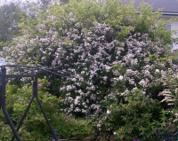 White Rambler Roses,  Honeyscukle Climber,  Virginia Creeper
