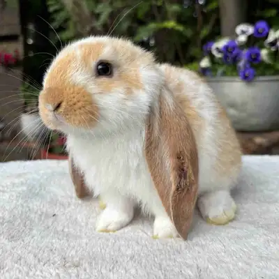 Very friendly English lop bucks ready to be reserved! They are ready to go in 3 weeks. Pic 1 - broke...