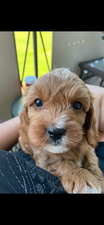8 weeks male first shots