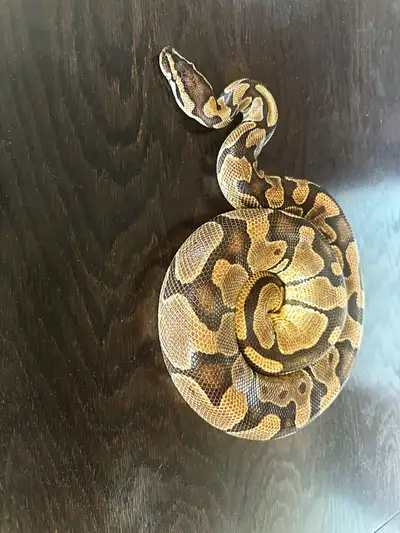 Ball python available 1.0 Enchi het Clown 50% Hypo 1640g/ $150 or best offer Making this awesome hig...
