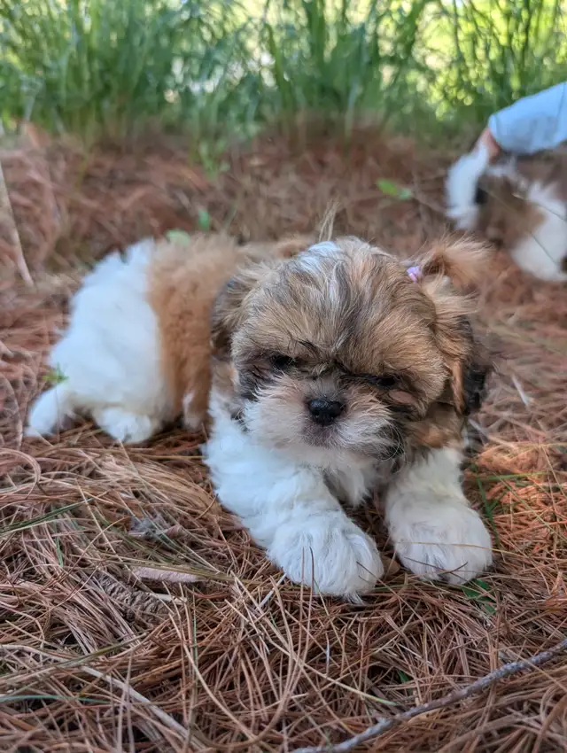 PURE Shih-tzu puppies *hypoallergenic *pedigree parents in Dogs & Puppies for Rehoming in City of Toronto - Image 4