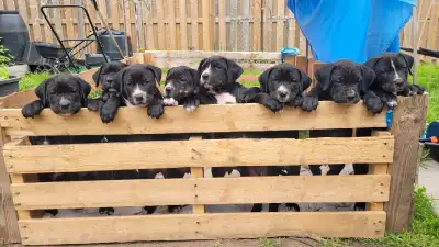 Mastiff puppies for sale, View more