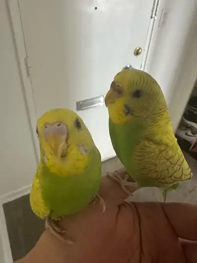 Looking for the perfect feathered companions? These beautiful baby budgies are just 1 month old and...