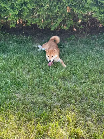 beautiful mini janpanese Shiba Inu, View more
