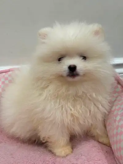 Pomeranian puppies, View more