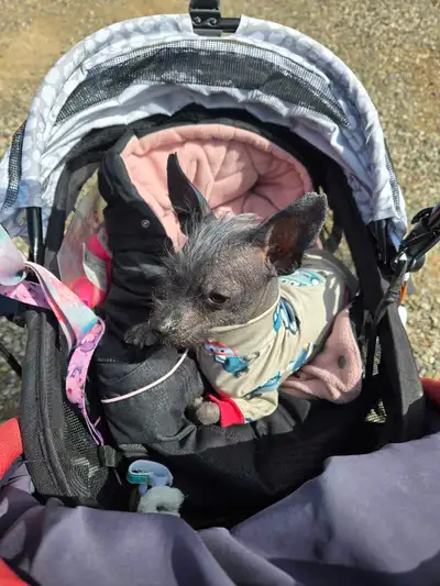 500$ avec carte de chien assistance émotionnel Ils ne sont pas opere Recherche famille pour la vie V...