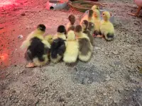 Muskovy Ducklings