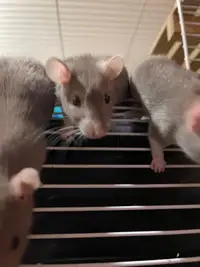  Pet rats for sale