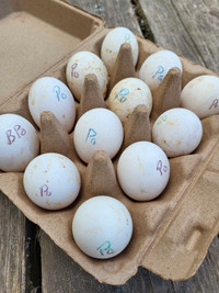 Pure-Bred Polish Chicken Fertile Hatching Eggs