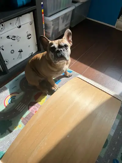 Seeking a new forever home for my French Bulldog her name is Fendi she is sterilized. She is a wonde...