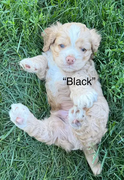 Super cute American Cocker Spaniël puppies, View more