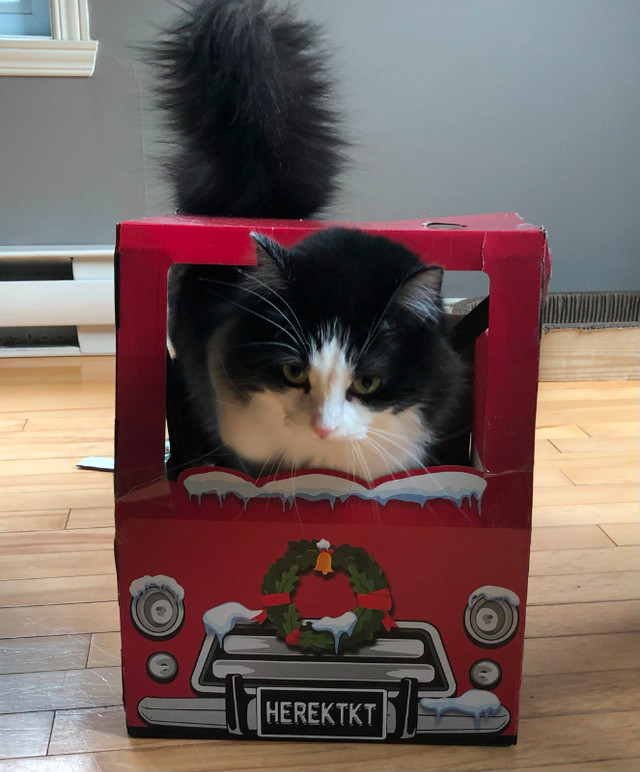 Cat Home Visits - Less Expensive than Boarding - Cat boarding dans Services pour animaux  à Ville de Montréal
