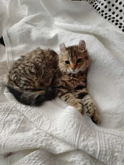 Je propose une magnifique chatte de race Selkirk Rex au pelage bouclé et unique. Cette chatte est en...