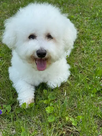 Purebred Bichon Frise available for rehoming, View more