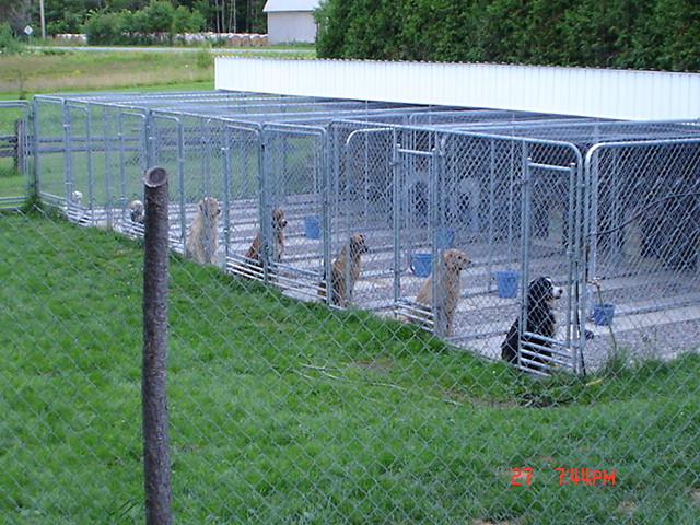 Pension pour chien dans Services pour animaux  à Trois-Rivières - Image 4