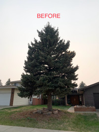 TREE REMOVAL, PRUNING & STUMP GRINDING 