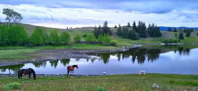 Great work and living opportunity on a magical huge-acre land, 40 mins away from Kamloops. Horse ran...
