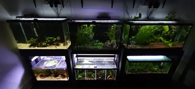 Taking in small, Unwanted Fish or Fish that Need Rehoming in Fish for Rehoming in City of Toronto - Image 5