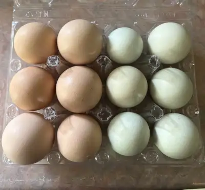 free range eating eggs, View more