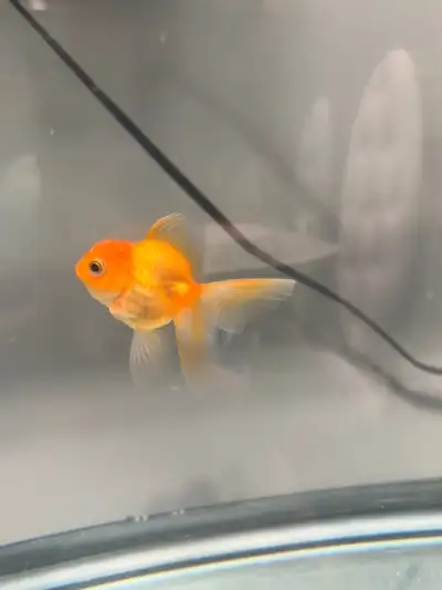 Baby Oranda Goldfish 6-7cm, View more